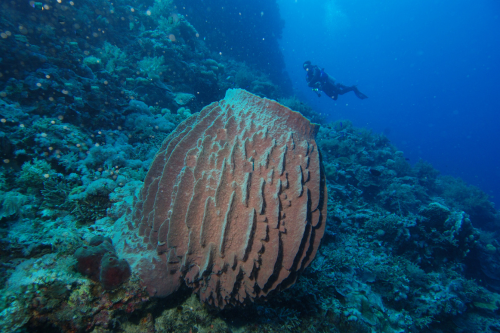 A giant barrel sponge from Indonesia. Sponges were the first reef builders and maintain a fundamental role in modern marine ecosystems.